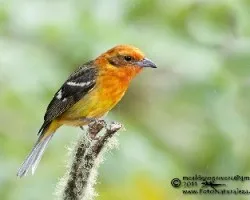 Piranga bidentata