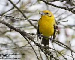 Piranga bidentata