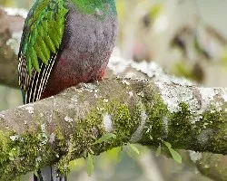 Pharomachrus mocinno