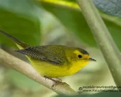 Wilsonia pusilla