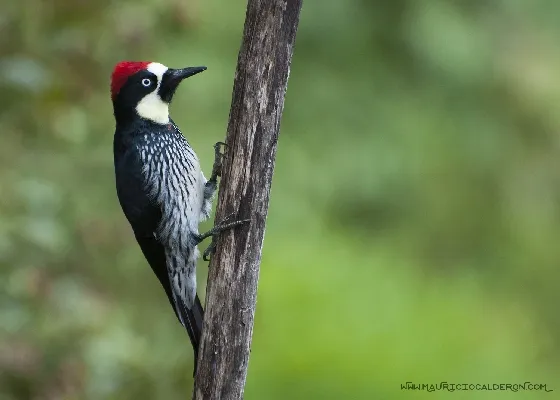 Melanerpes formicivorus