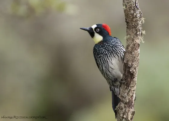 Melanerpes formicivorus