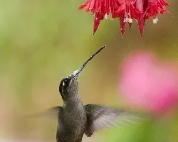 Eugenes fulgens