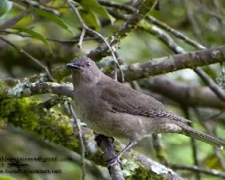 Turdus plebejus