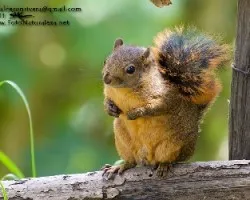 Sciurus granatensis