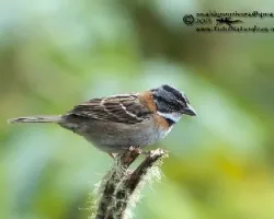 Zonotrichia capensis