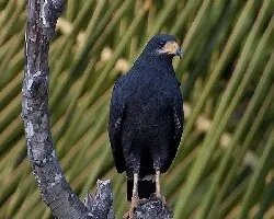 Buteogallus anthracinus