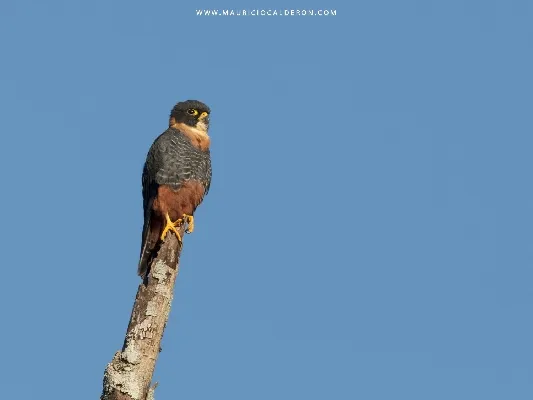Falco rufigularis
