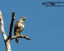 Buteo platypterus