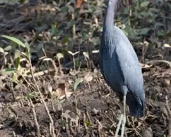 Egretta caerulea