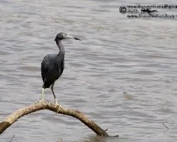 Egretta caerulea