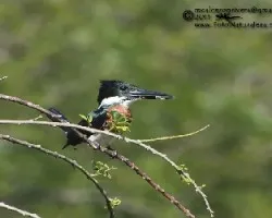 Chloroceryle amazona