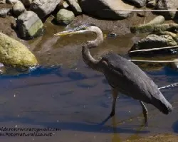 Ardea herodias