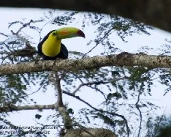Ramphastos sulfuratus