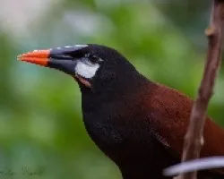 Psarocolius montezuma