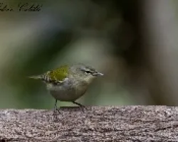 Oreothlypis peregrina