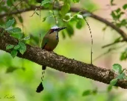 Eumomota superciliosa