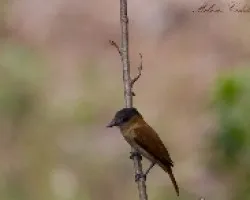 Pachyramphus aglaiae