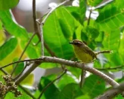 Basileuterus rufifrons