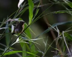 Ave pequeña Orotina