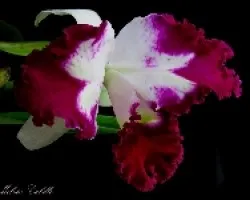 LC. Whinten Spark panda