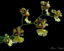 Oncidium blanchettii