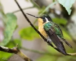 Lampornis calolaemus