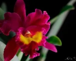 BLC. Sang Yang Ruby