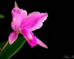 Cattleya trianae