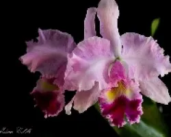 Cattleya gaskelliana