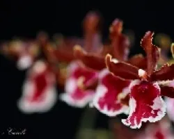 Oncidium sp.