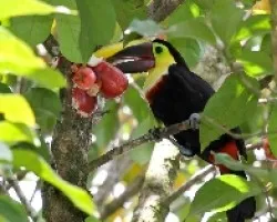 Ramphastos swainsonii