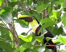Ramphastos swainsonii