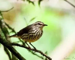 Seiurus noveboracensis