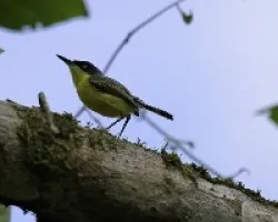 Todirostrum cinereum