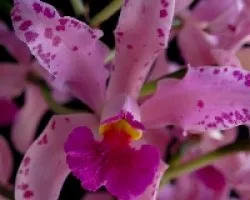 Cattleya Amethystoglossa 01