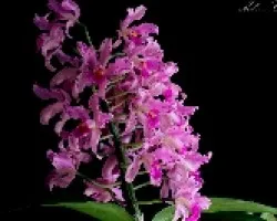 Cattleya Amethystoglossa 02