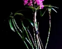 Cattleya Amethystoglossa 03