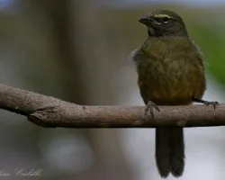 Saltator coerulescens