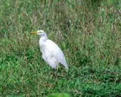 Ardea alba