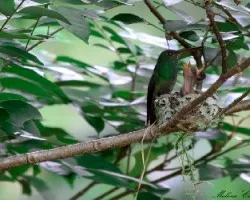 Amazillia saucerrottei 