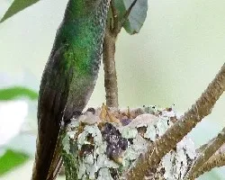 Amazillia saucerrottei