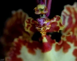 Psychopsis krameriana 03