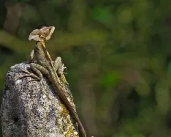 Basiliscus