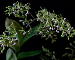 Epidendrum piliferum