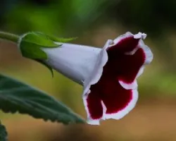 Gloxinia