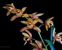 Cymbidium Chen Tigre de Oro