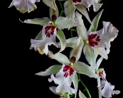 Odontoglossum sp.