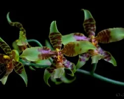 Rossioglossum schieperianum