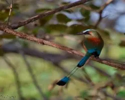 Eumomota superciliosa